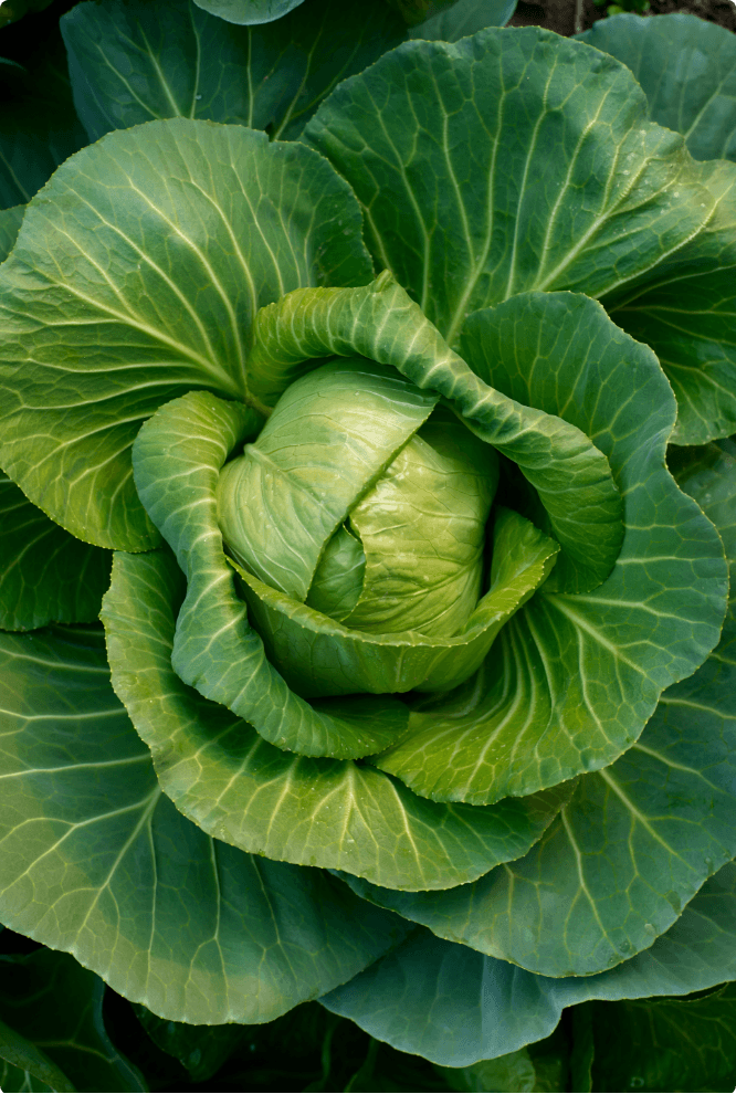 Fresh Food